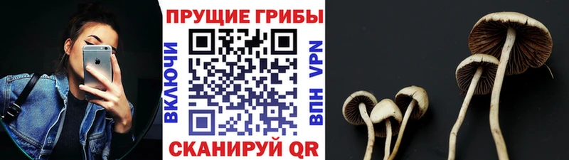 мега как войти  Пласт  Галлюциногенные грибы Psilocybe  наркотики 